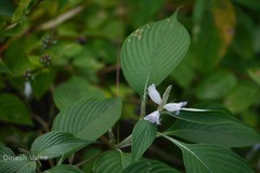 Strobilanthes consanguineus